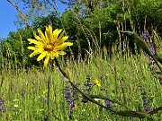 20 Tragopogon pratensis (Barba di becco)